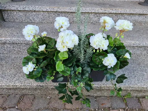 Blumenkasten Geranien 60cm